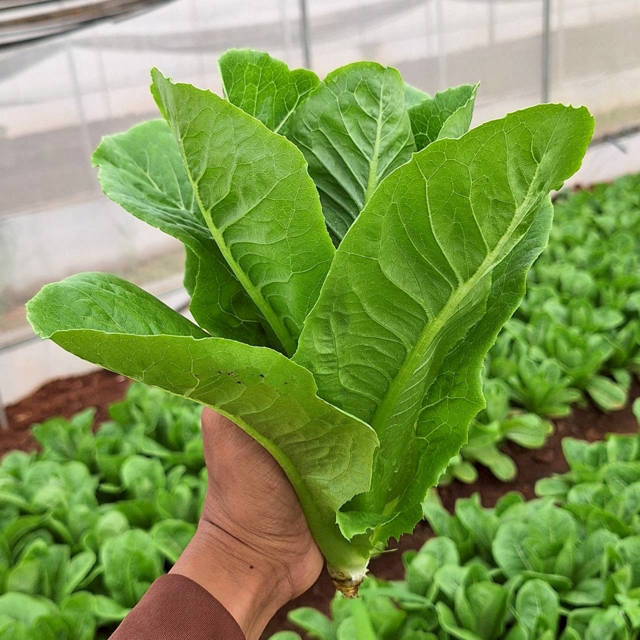 grow12