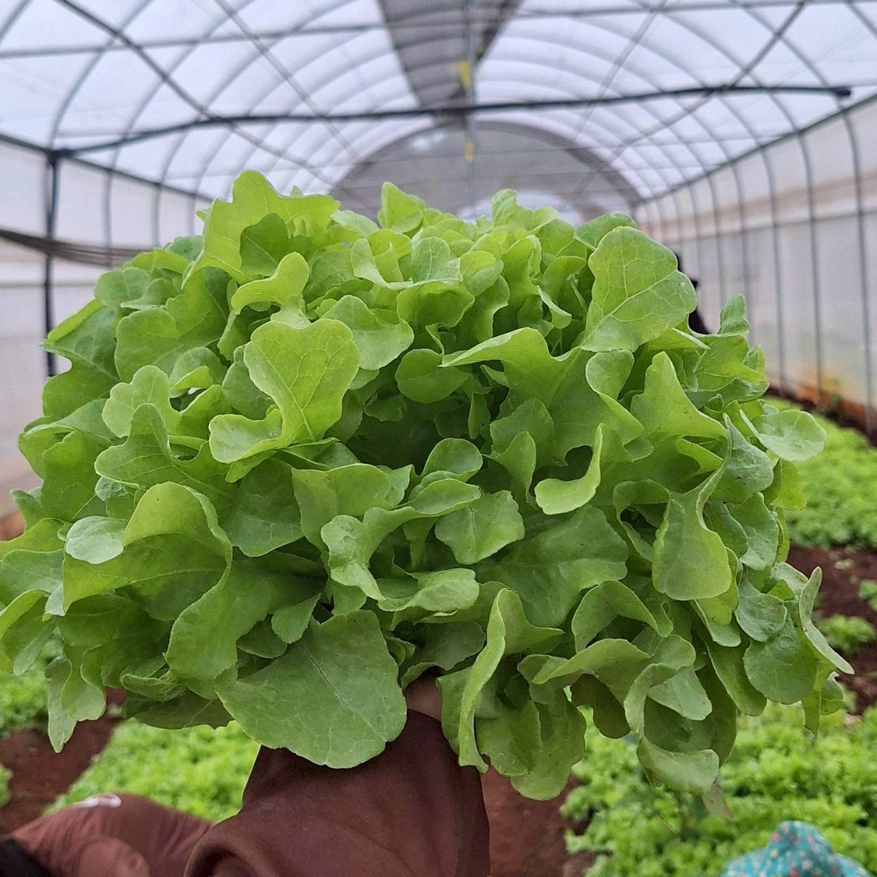 grow13