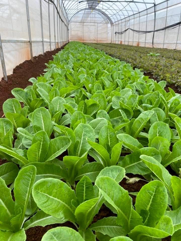 grow15