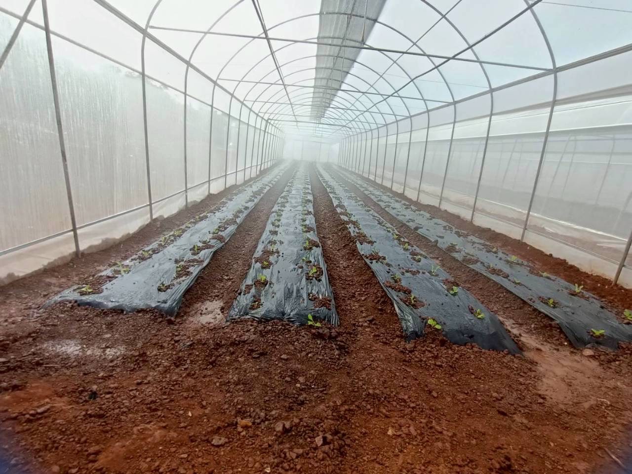 grow2