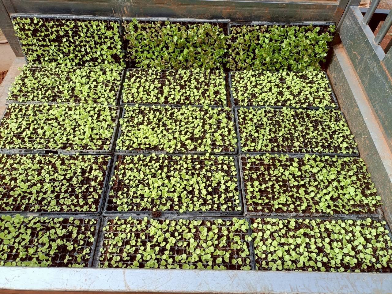 grow6