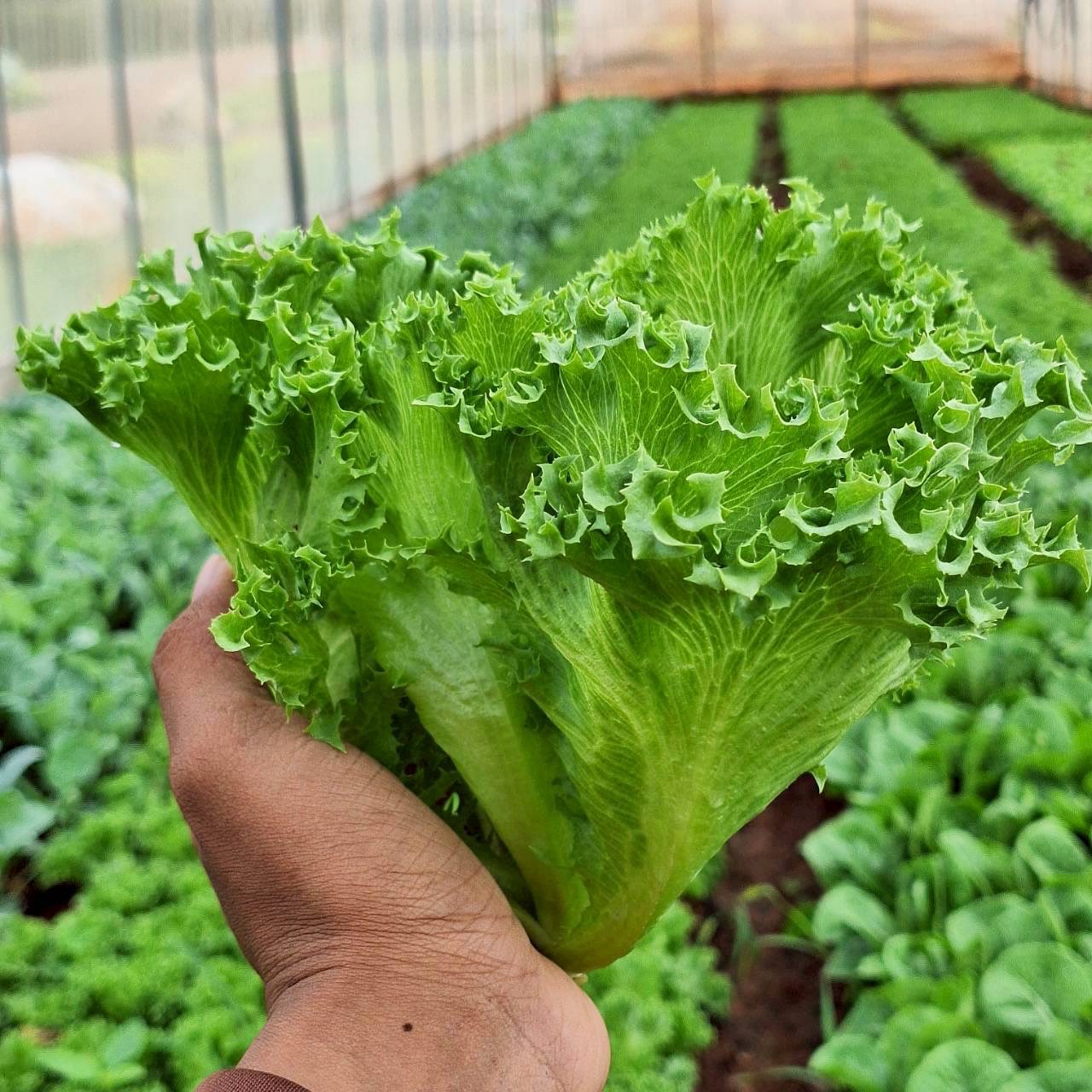 grow9